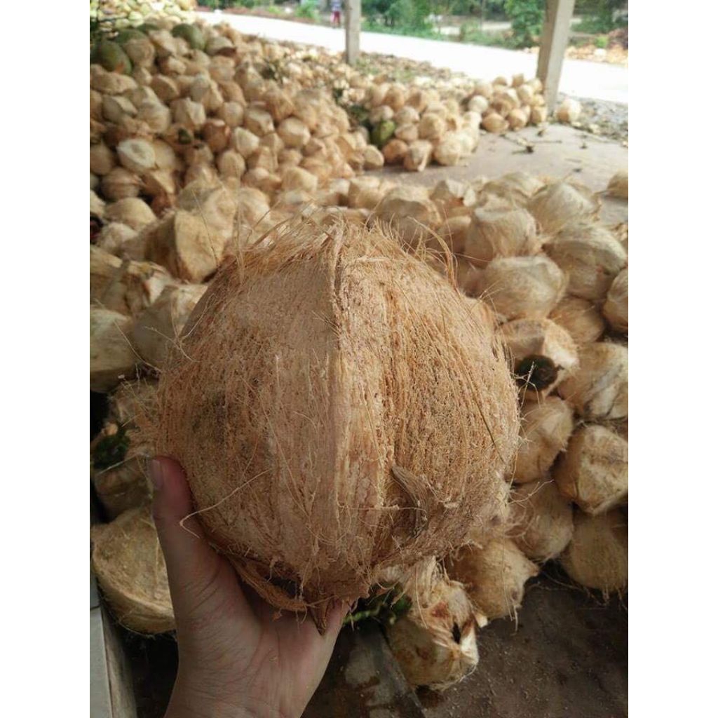 

Kelapa Kupas 1 Butir Besar