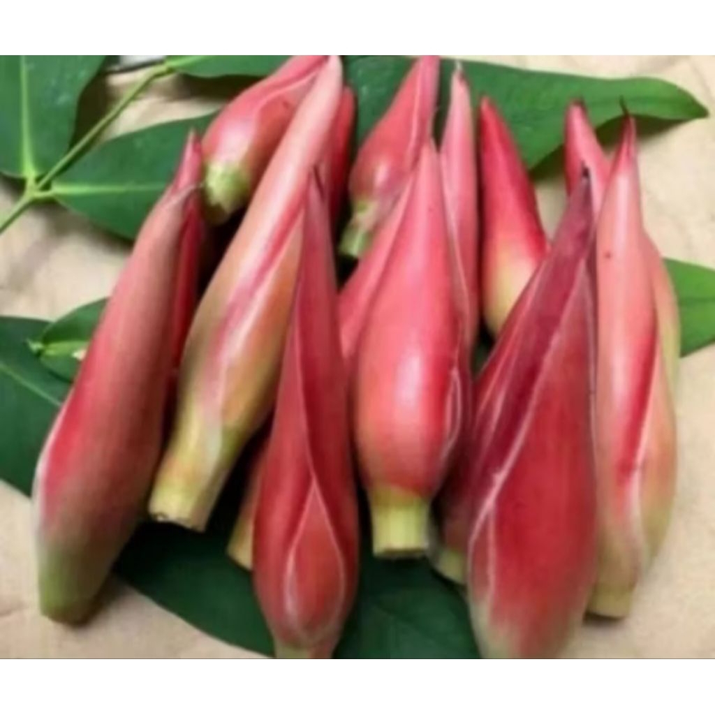 

Bunga kecombrang 1 KG