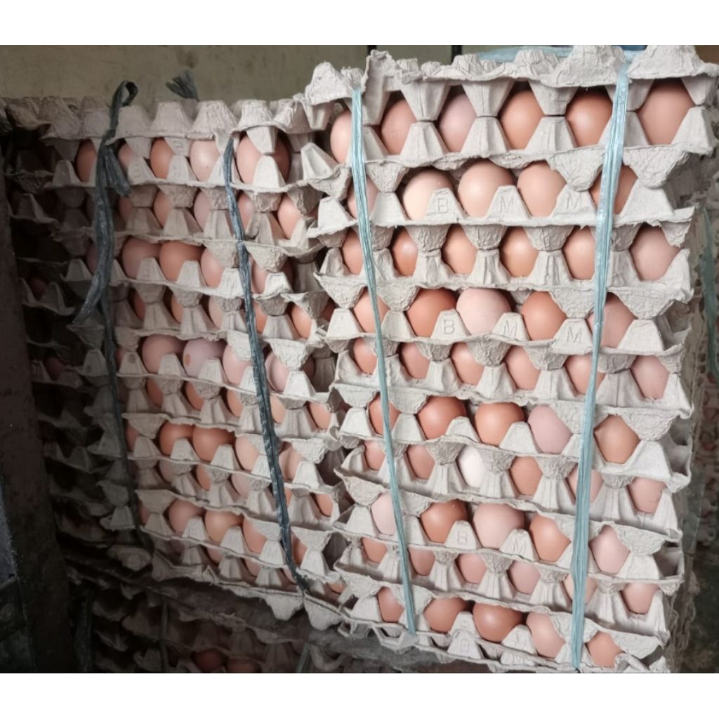 Telur Ayam Eropa, Telor Ayam Eropa, Telor Ayam 1 papan