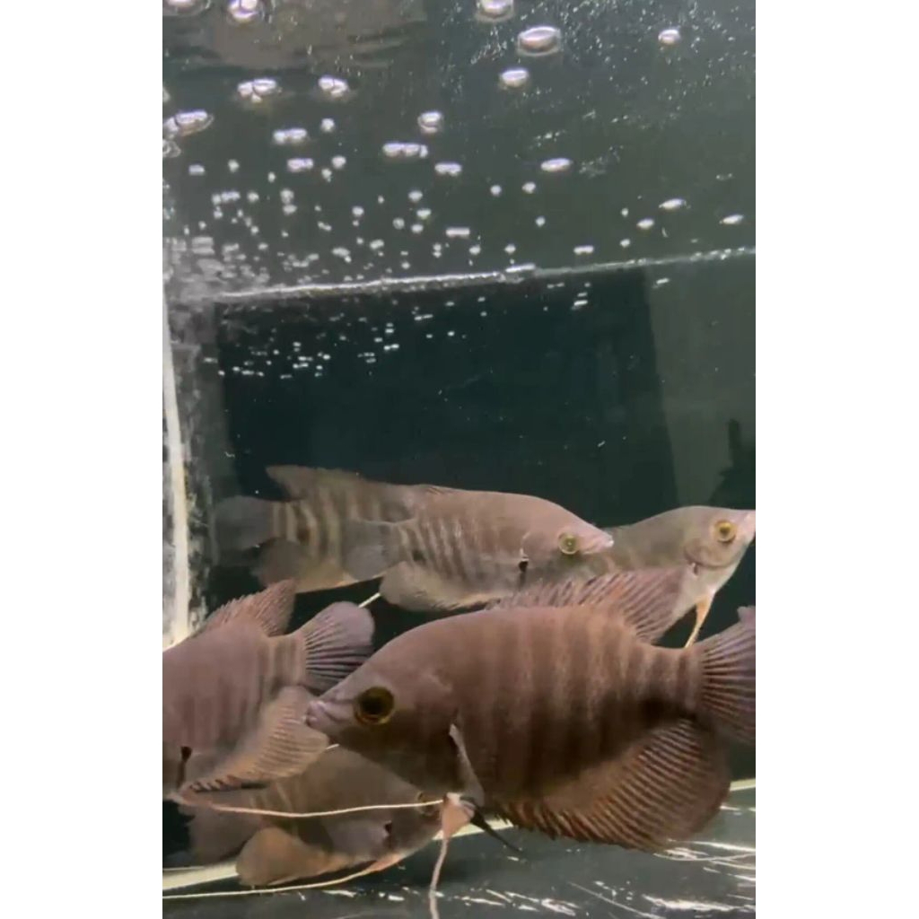 

stiker gurame kaloi manah