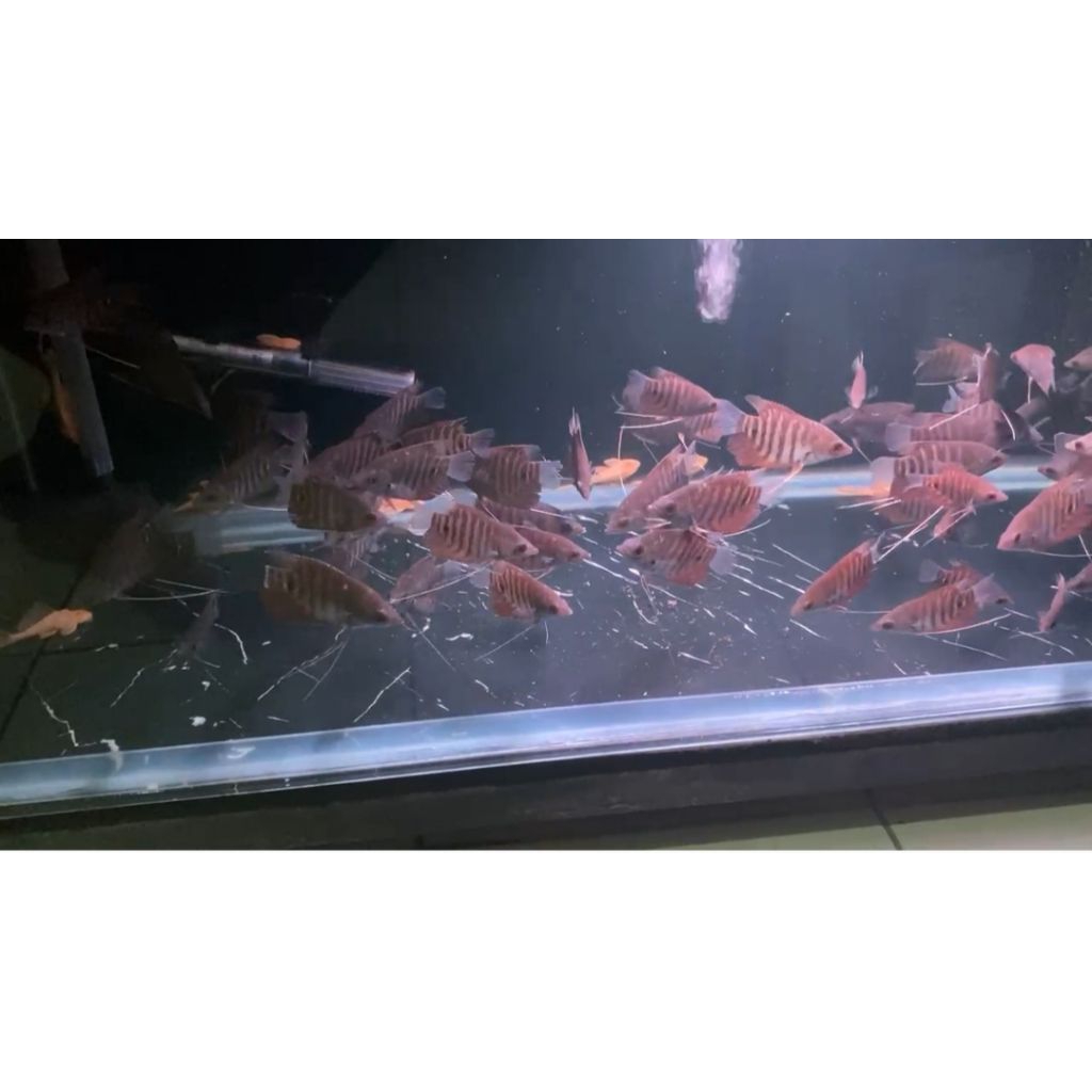 

stiker gurame kaloi manah