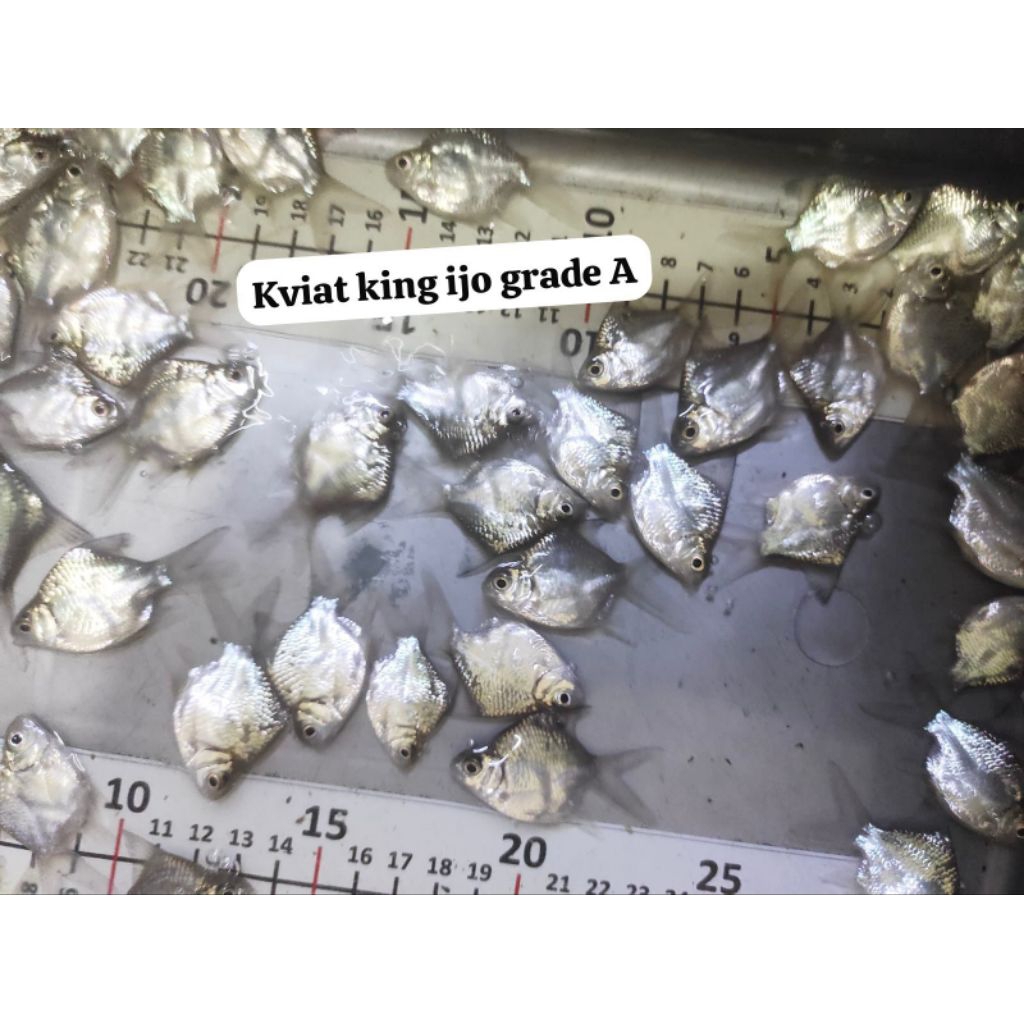 

stiker kaviat king sb ijo grade a