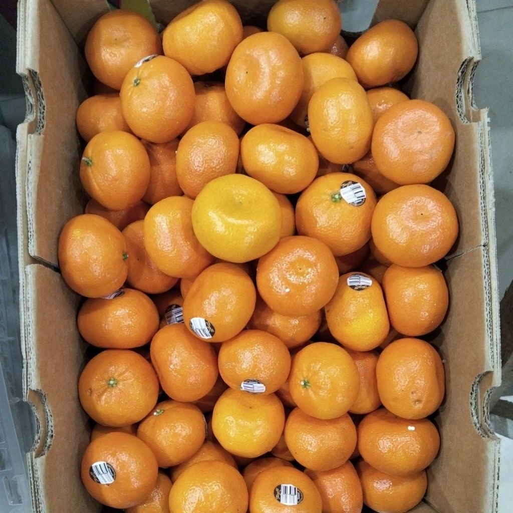 

Jeruk Tangold Mandarin Ausi Fresh 1kg