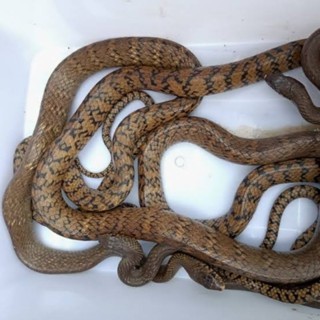 colubridae ptyas mucosus