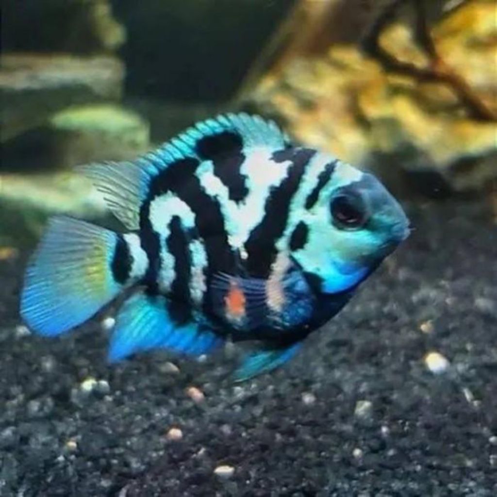 polar blue & platinum // siklid // cichild // ikan hias