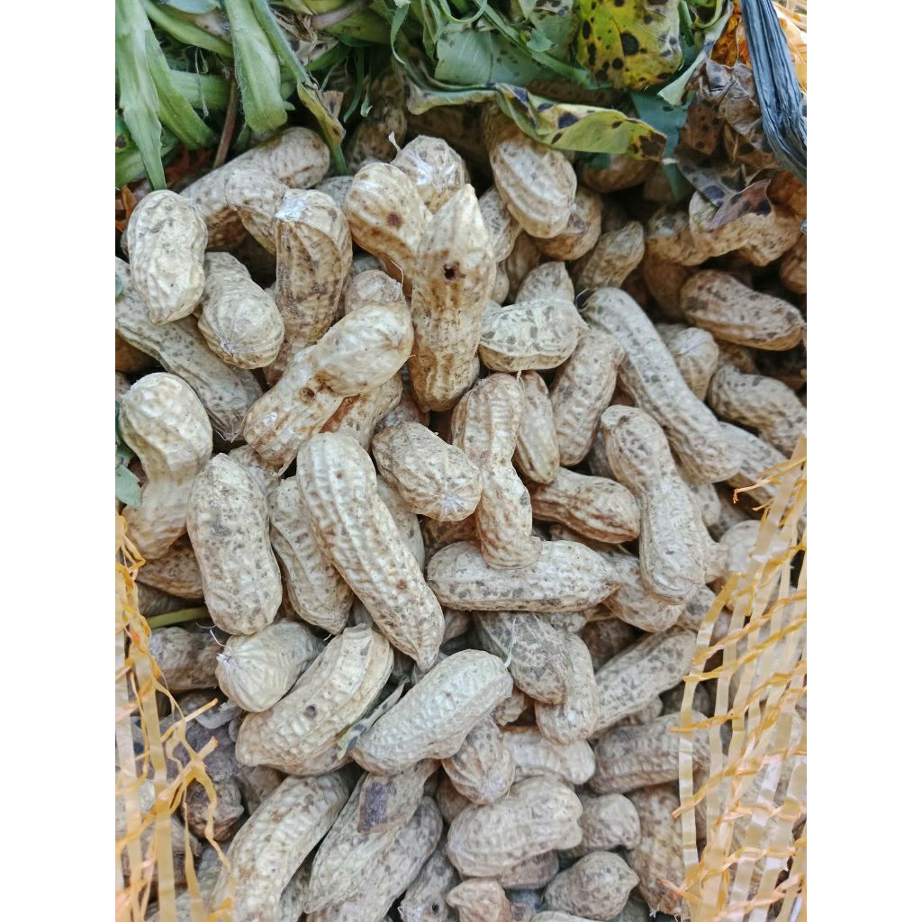 

Kacang Tanah/Kacang Kulit Mentah 1kg