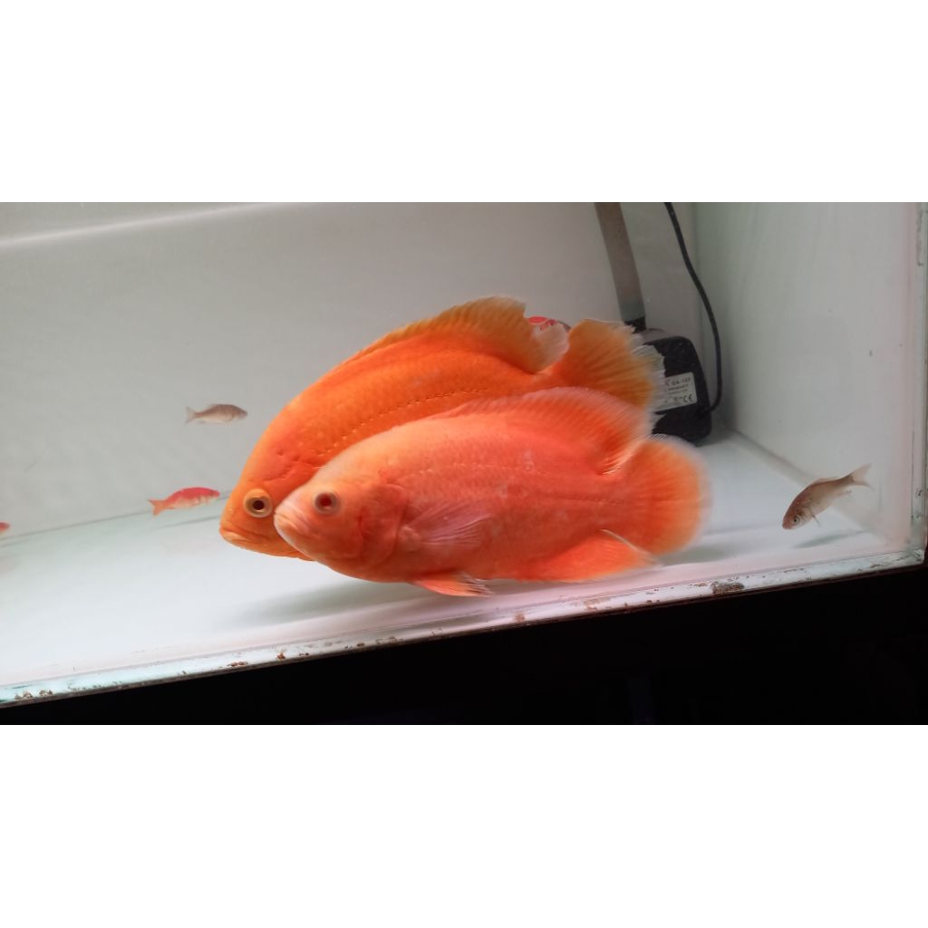 oscar red chili,oscar nemo ,oscar paris tembaga size jumbo