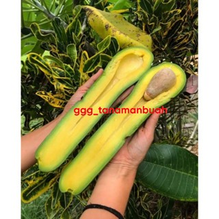 Indukan Alpukat Kelud Siap Berbunga Super Spesial LIVE