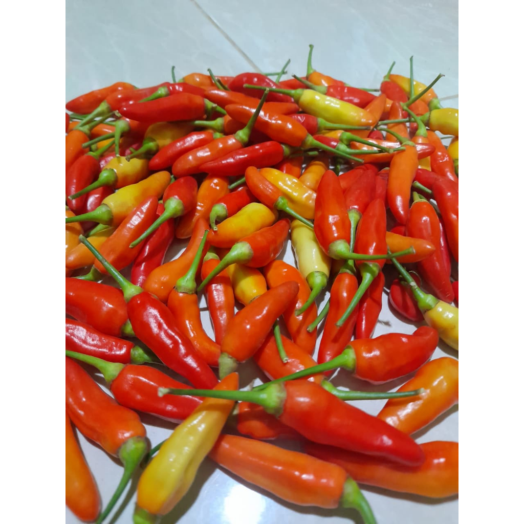 

Cabai rawit 1kg termurah fresh dari petani