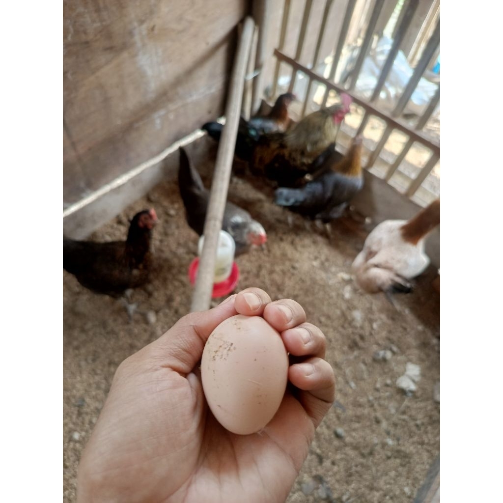 

Telor Ayam KUB 2 Janaka