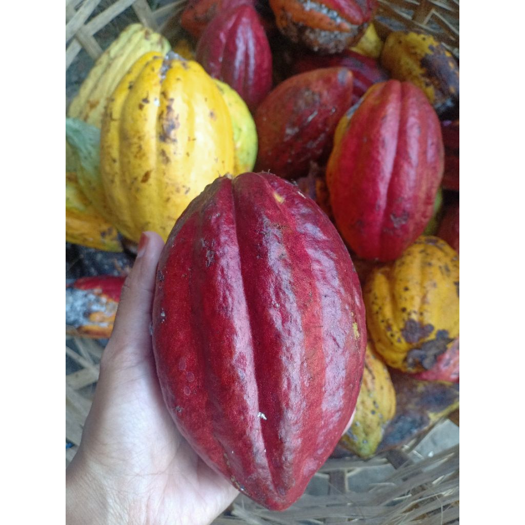 

Buah Coklat / kakao Fresh ORIGINAL Matang di pohon