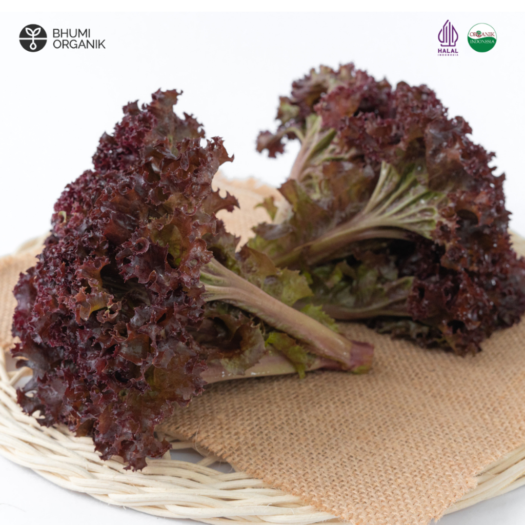 

Selada Merah Lolorosa Organik 250 gr - Organic Red Lettuce - Bhumi Organik - Certified Organic Hub