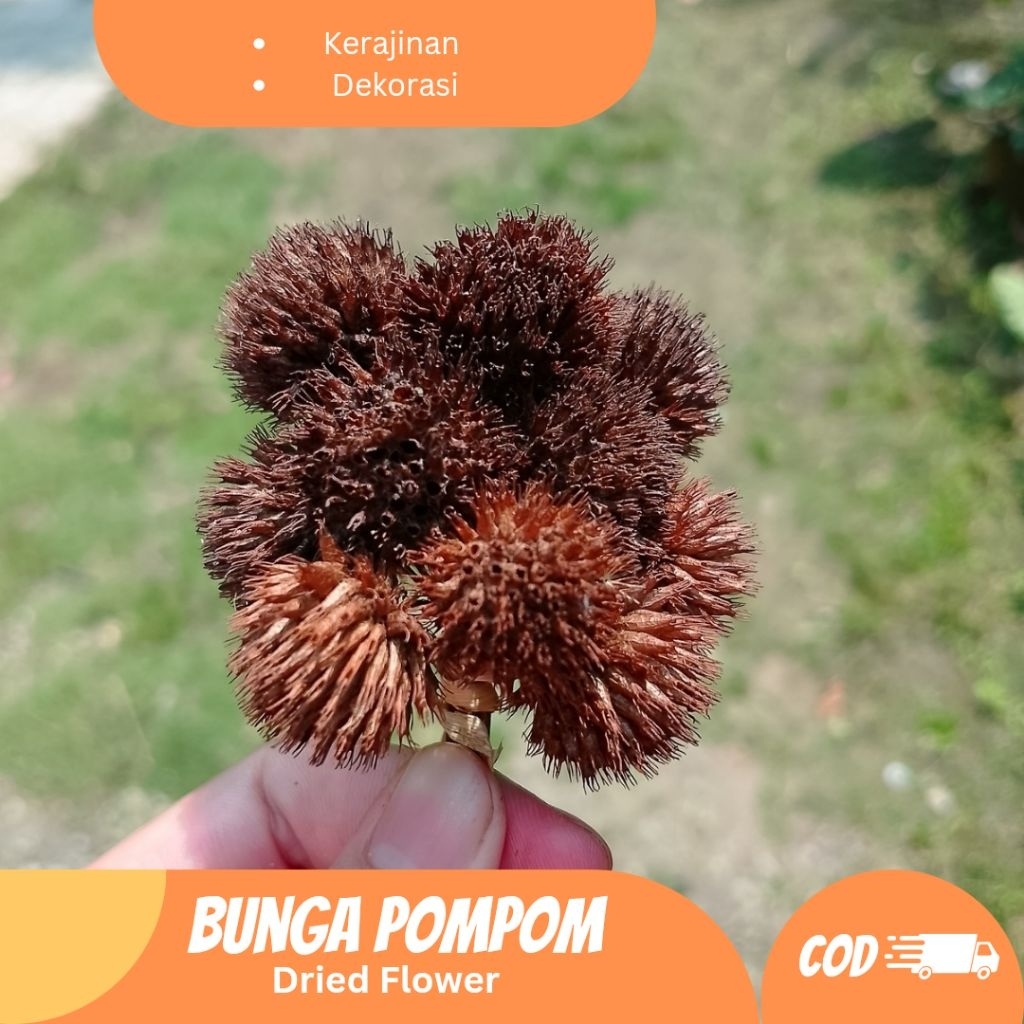 Bunga Kering Pompom Dekorasi Aesthetic Natural