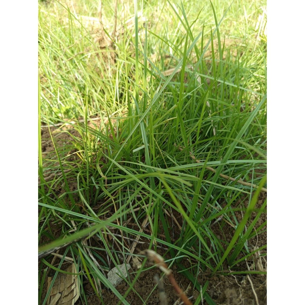 

Teh Rumput teki segar per 250gram