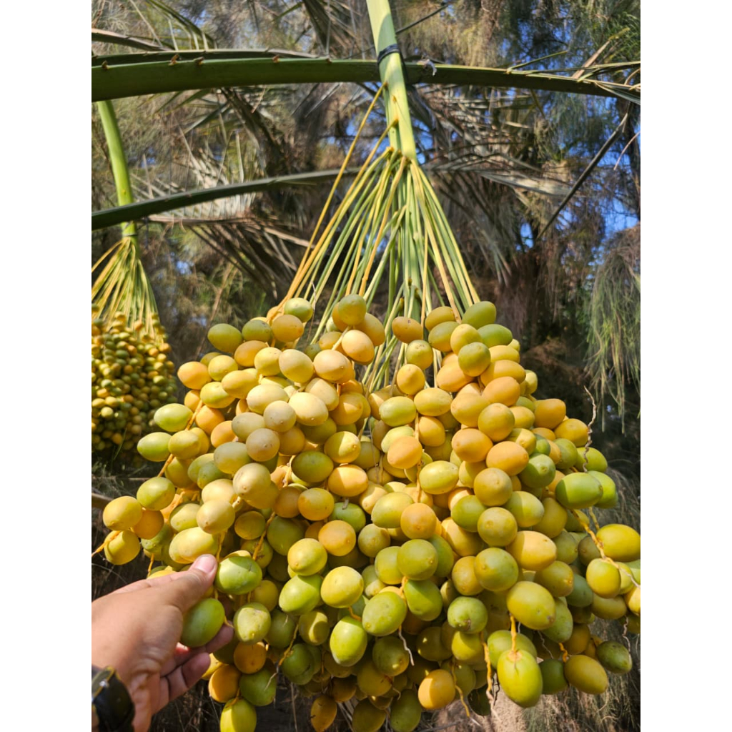 

Kurma Muda - Kurma PROMIL FRESH