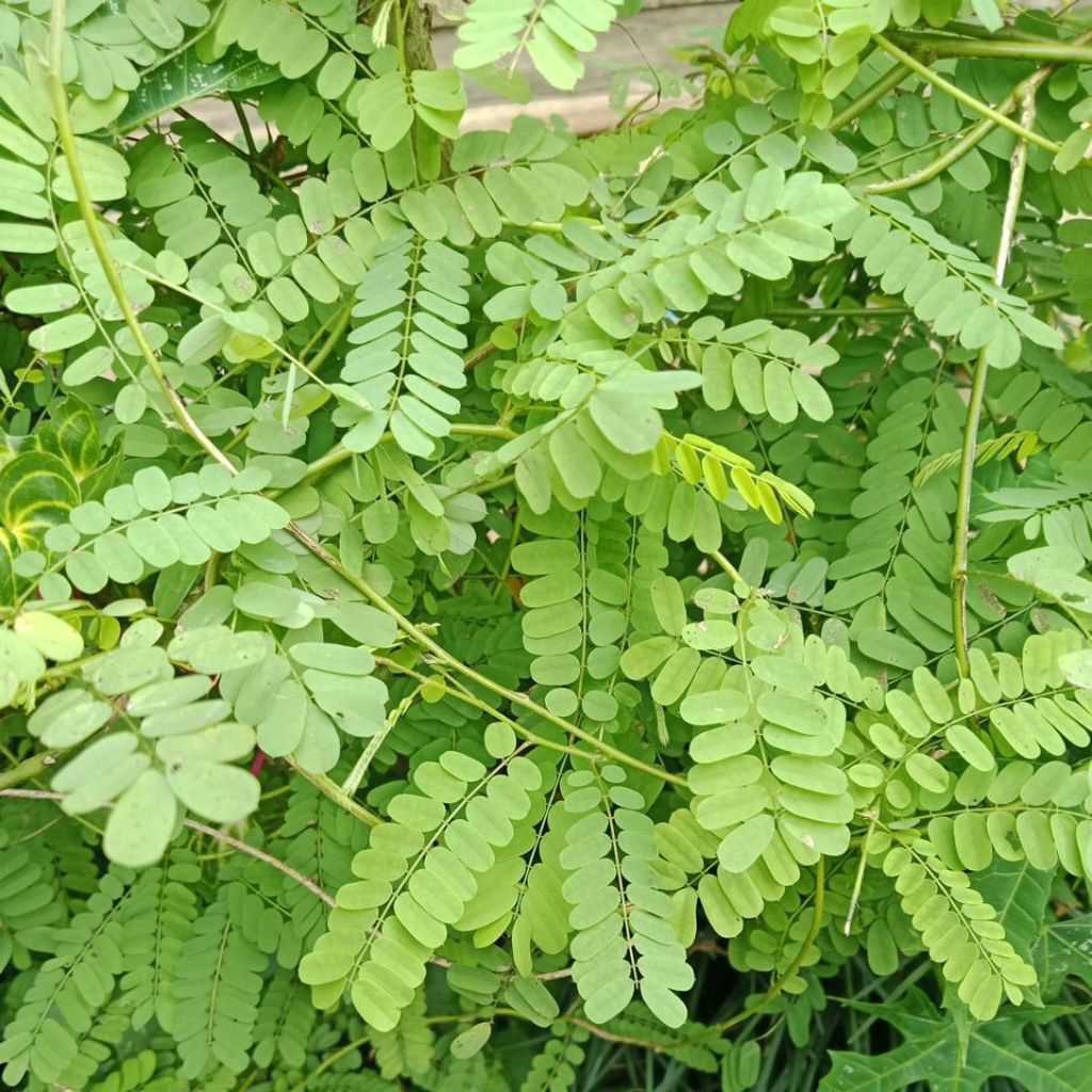 

Daun Saga Segar Herbal Tradisional Buat Batuk Per 100 Gram