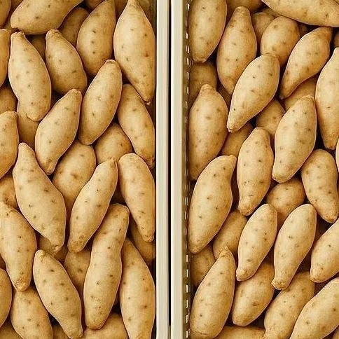 

Promo !!! ubi madu cilembu 500-gram segar fresh