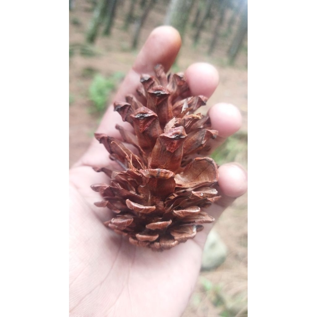 

buah pinus