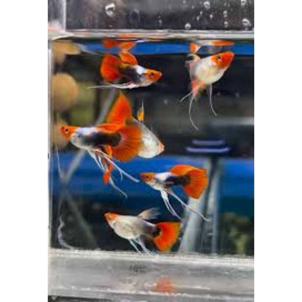 hiasan aquarium guppy tuxedo koi short body ribbon