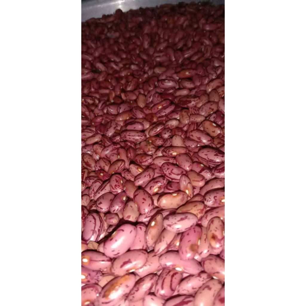 

Kacang Merah Segar Langsung dari Petani – Cocok untuk Masakan dan Olahan