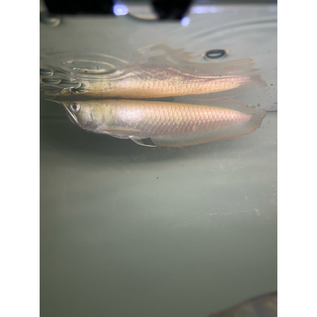 arwana silver albino sisik merah size 27-29cm