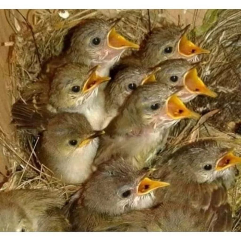 Burung Anakan Lolohan Cigun istimewa