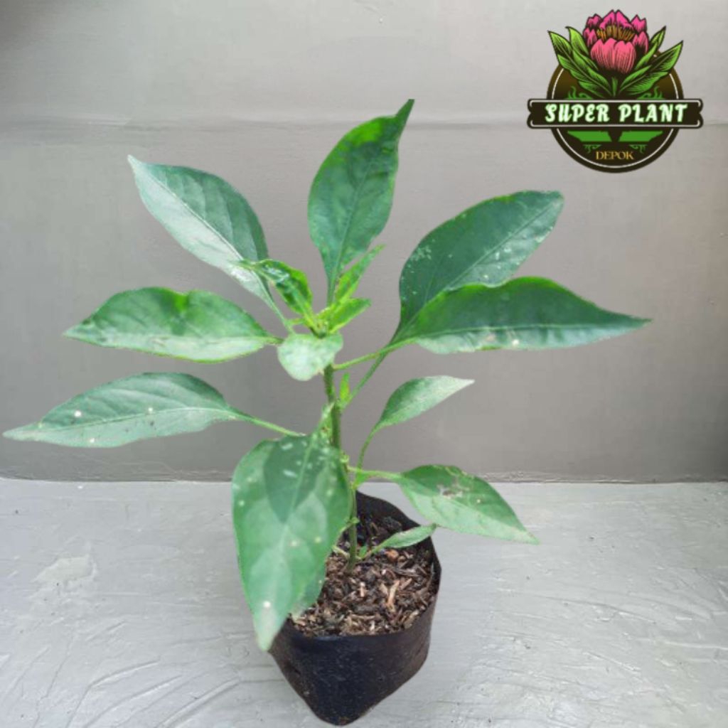 Bibit Pohon Cabe Merah Keriting - Tanaman cabe merah keriting
