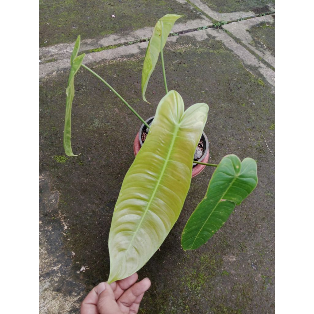 philodendron sharoniae