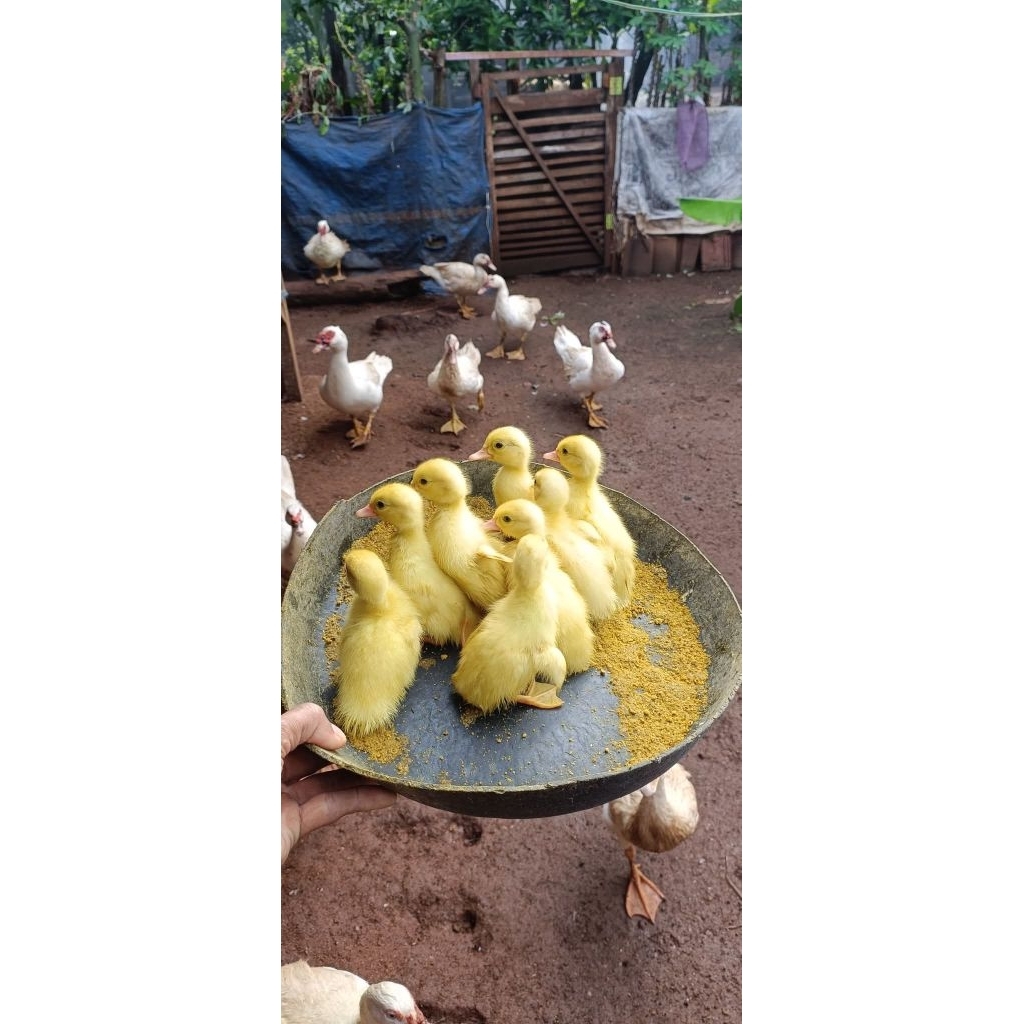 minti mentok jumbo troton leher panjang (Original)