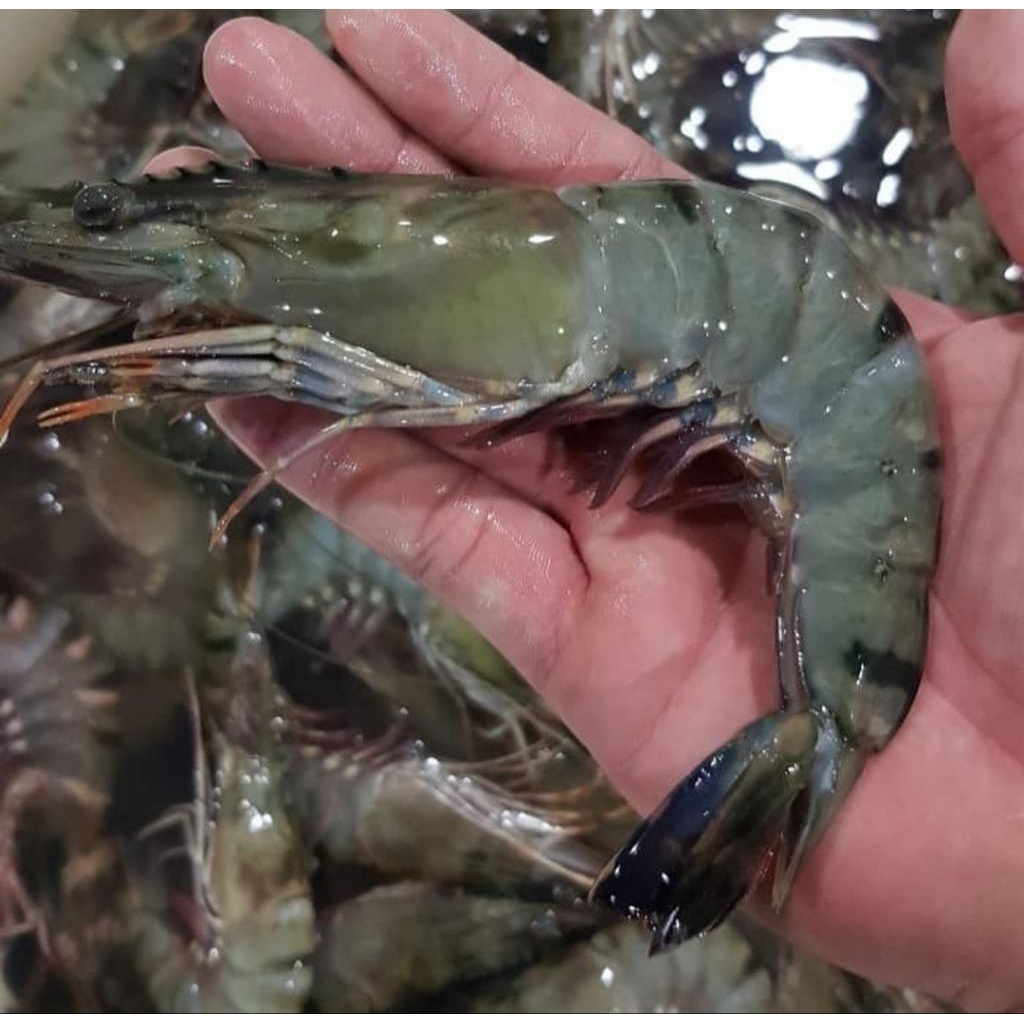 

udang tiger fress great A ada pagi siang bppn