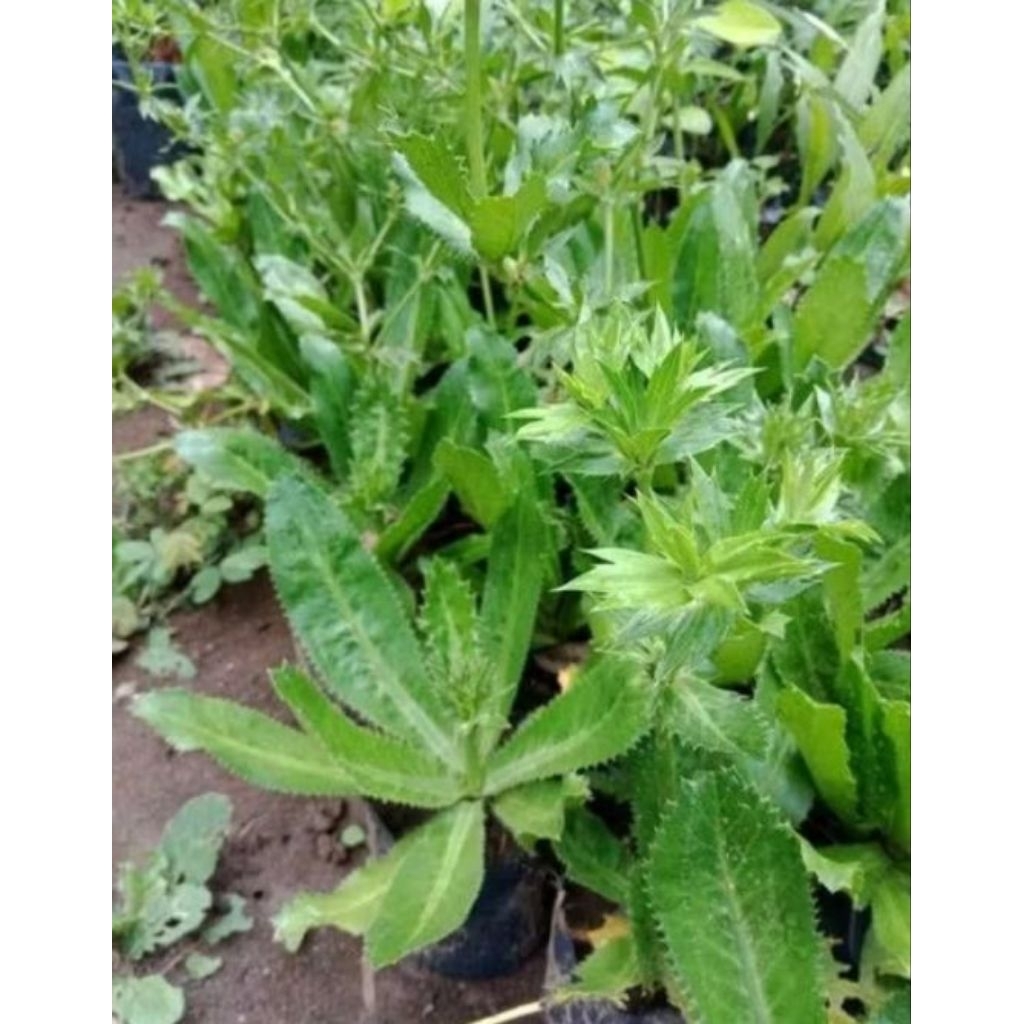 

walang sangit walang cina 10pcs