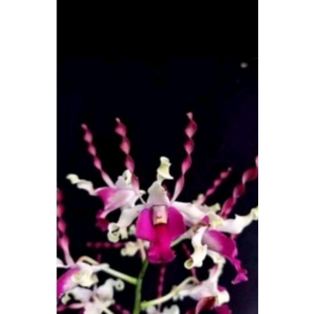 Tanaman hias anggrek dendrobium kriting melintir Dewasa