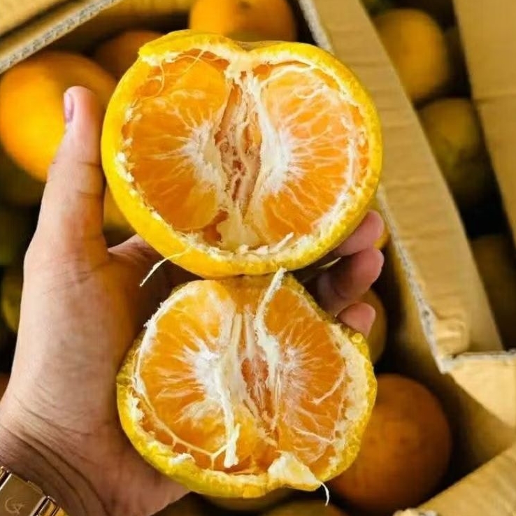 

JERUK MEDAN MANIS 1kg