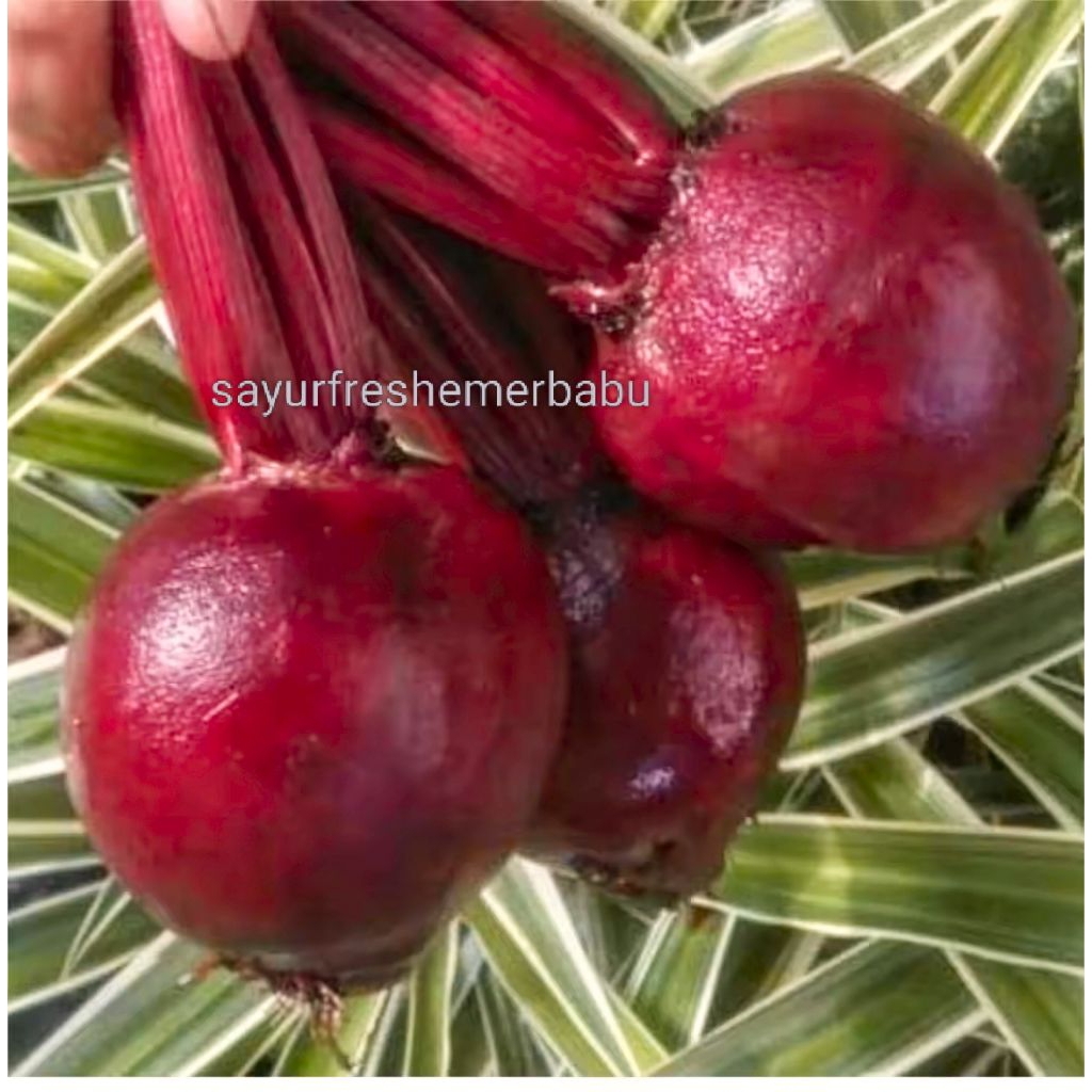 

Buah Bit Segar Kualitas Supermarket 1kg