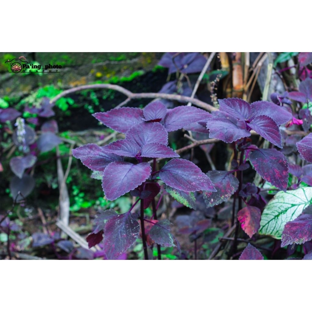 jawer kotok segar /100gr