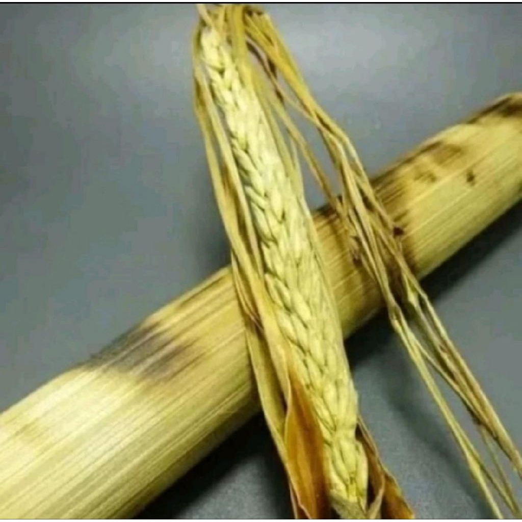 

bunga serai kembang sereh tunggal natural