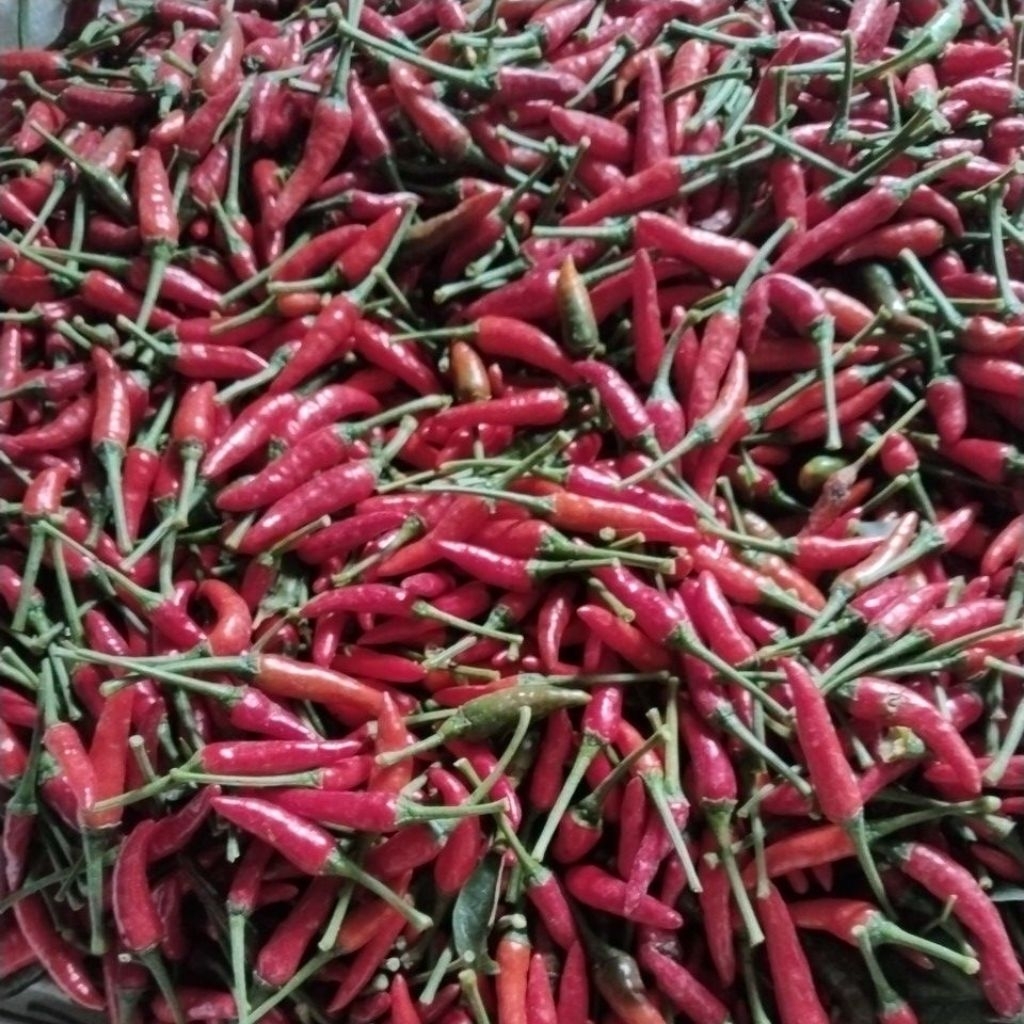 

CABE CAPLAK MERAH OBRAL 500 gram