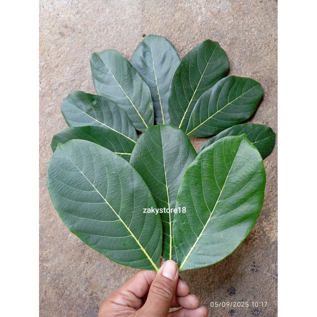 

DAUN NANGKA / JACKFRUIT LEAF HERBAL PER LEMBAR PETIK SAAT ADA ORDER
