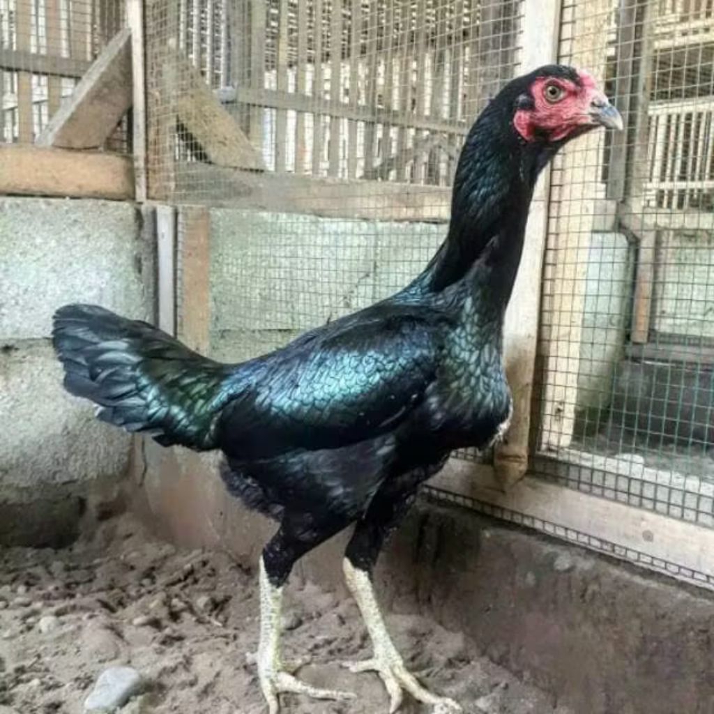 Ayam Kampung Betina Hidup Size Indukan