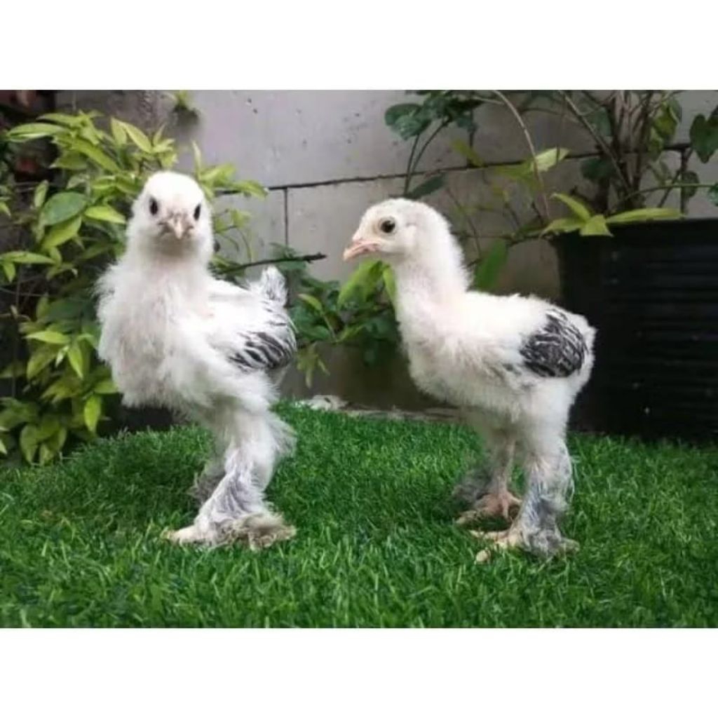 Anakan Ayam Brahma - Bonus Vitamin