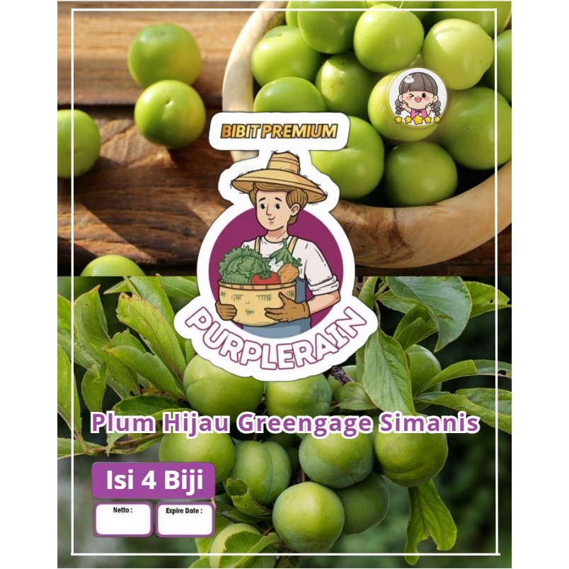 Bibit Premium Plum Hijau Greengage Simanis | Biji Benih Plum Greengage | Plum Hijau
