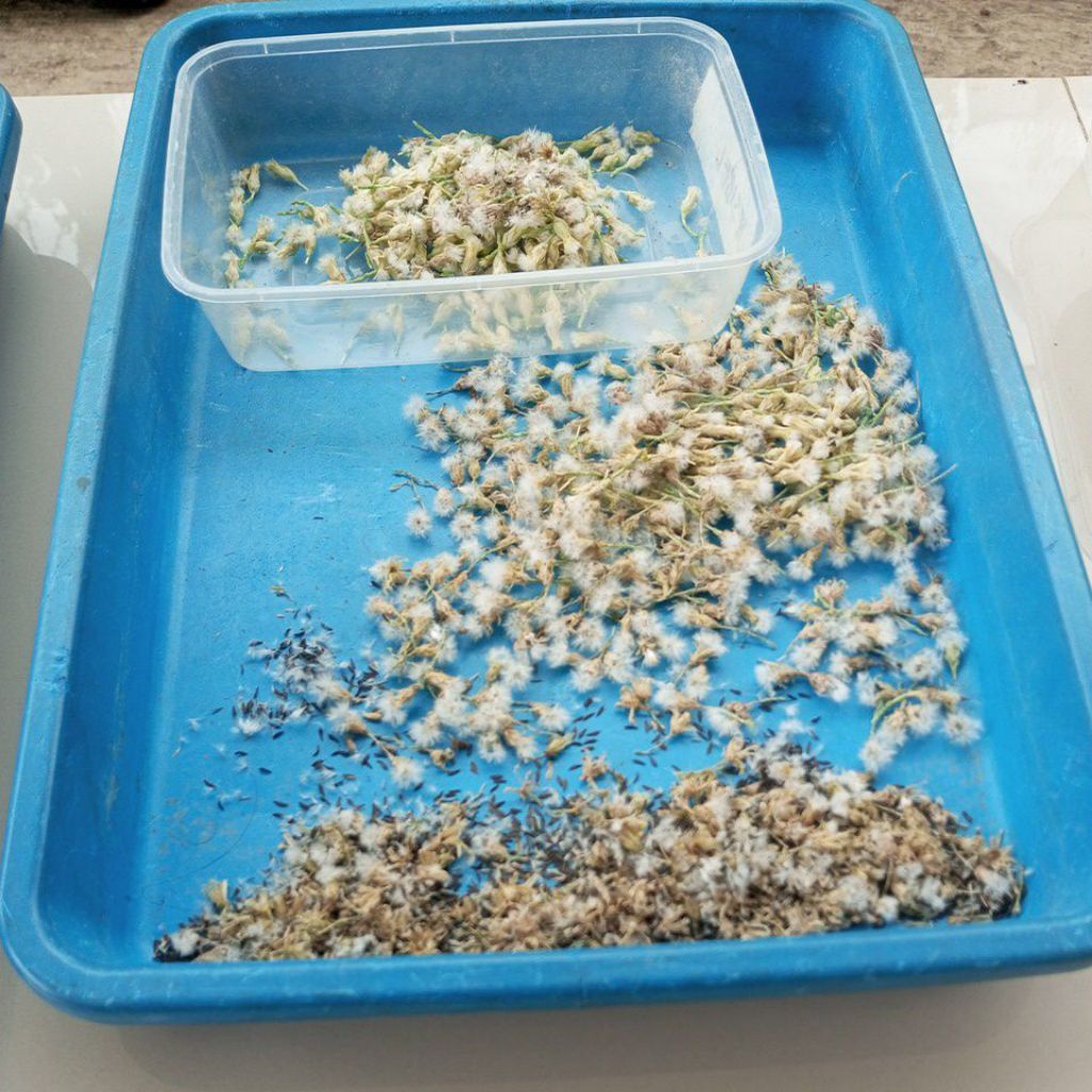 

Benih selada Jesibel F2/ Benih Selada Hidroponik 1gr