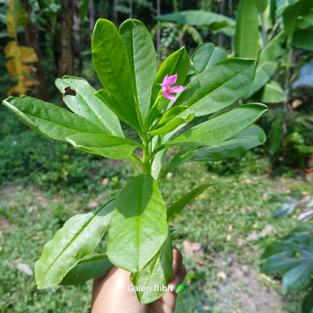 

500gr DAUN Gingseng Jawa Segar (khusus p. jawa)