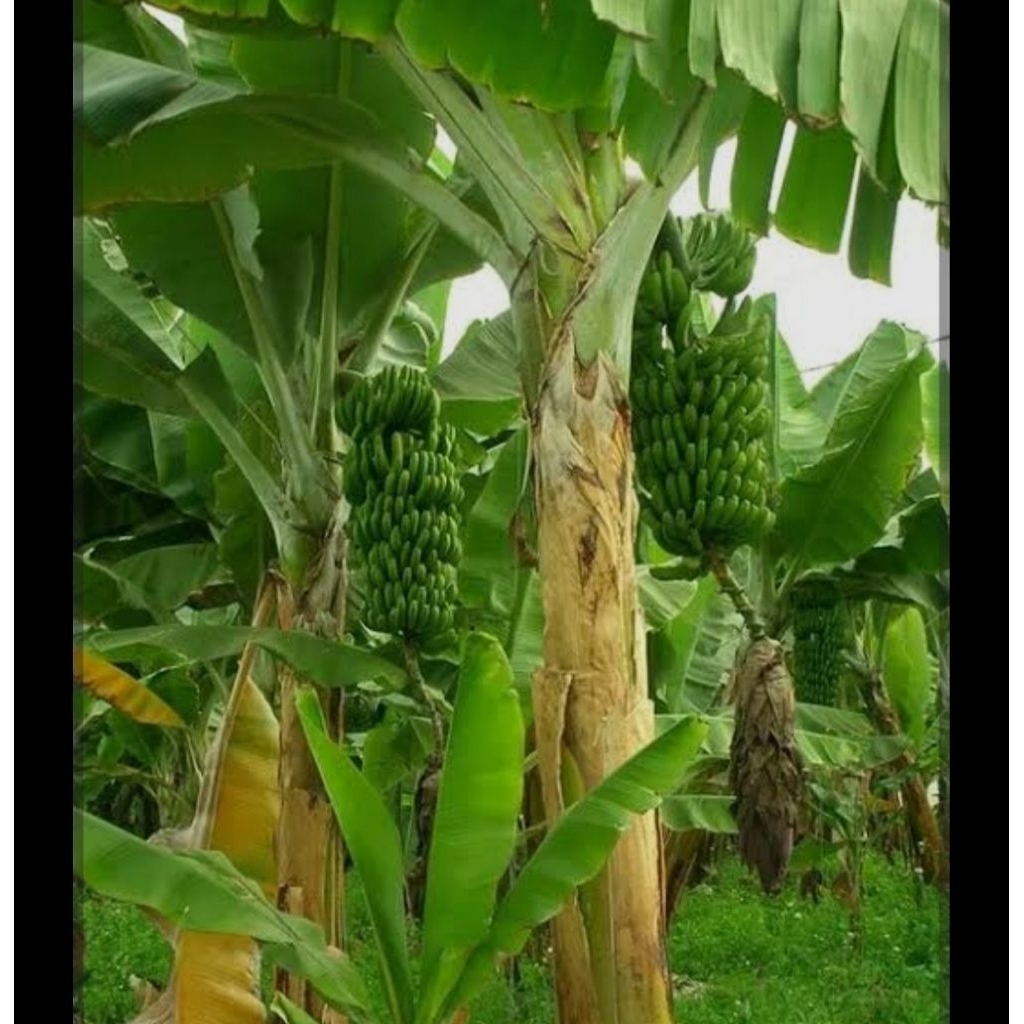 

godong pisang soboh
