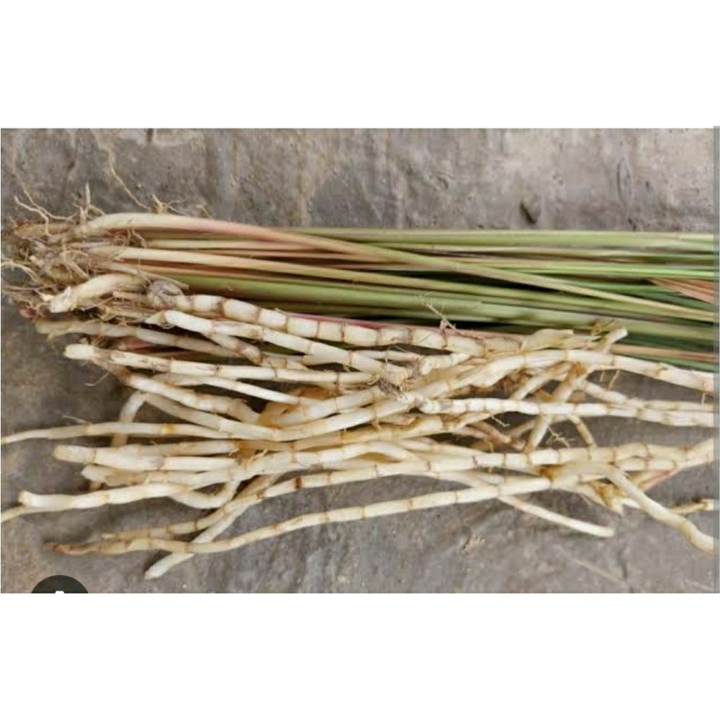 

AKAR ALANG-ALANG 100 GRAM FRESH