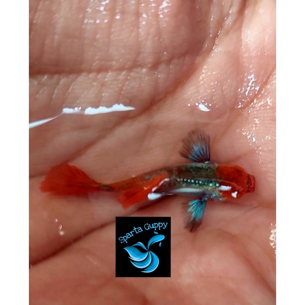 hiasan aquarium guppy jenis PLATINUM RED TAIL DUMBO EAR KOI grade B