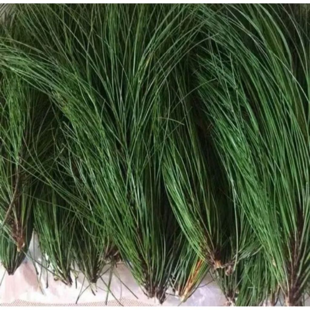 

Jual daun pinus basah 500 gram dipetik ketika orderan masuk