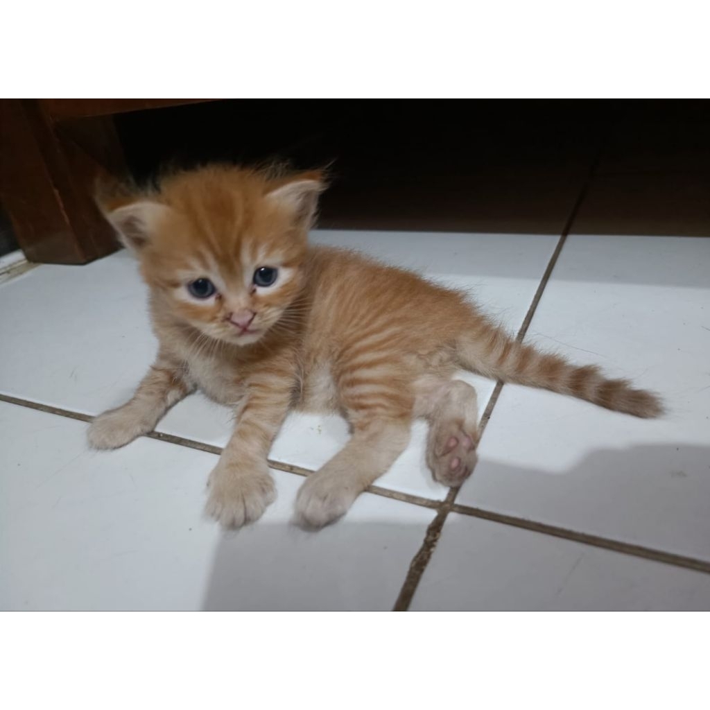 Lepas Adopsi Kucing Persia Kitten warna orange lucu banget