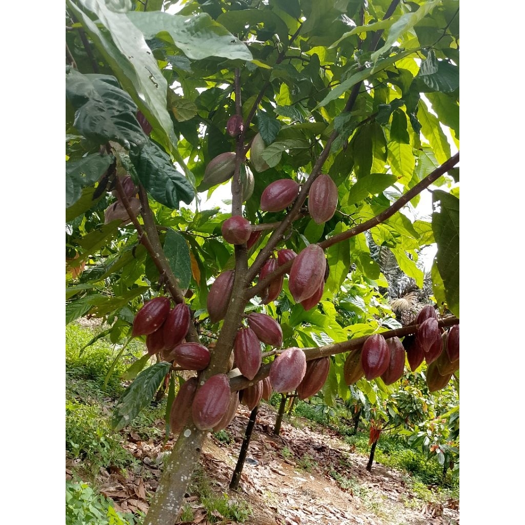 benih biji kakao unggul/250 biji (multiklon buah merah)