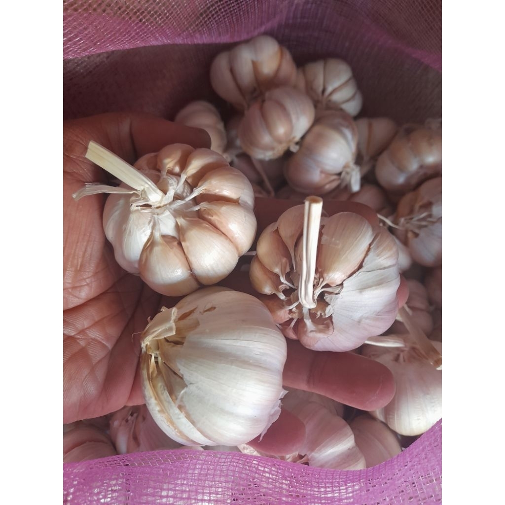 

Bawang Putih 1000gr/1kg Sico Super Fresh, Dikirim Bersih Siap Masak, Bumbu Dapur Segar & Berkualitas